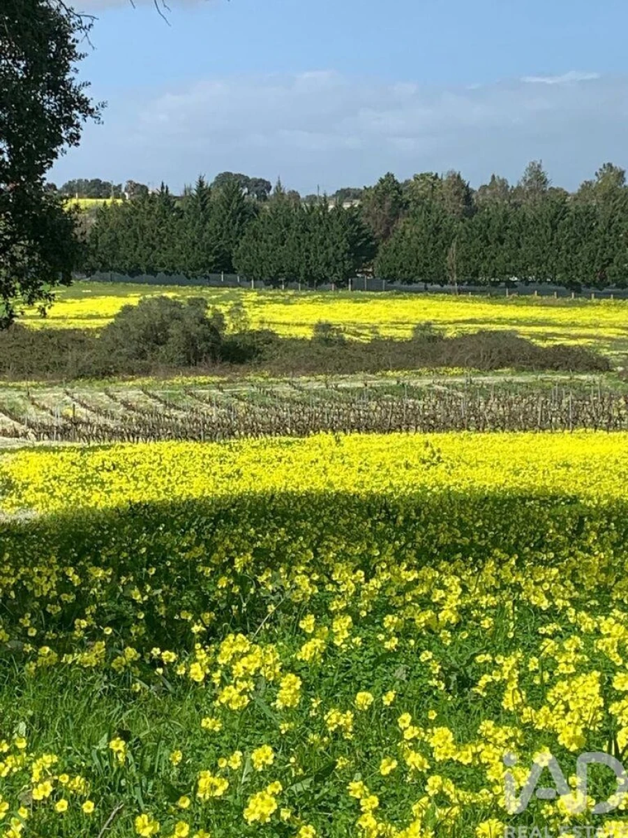 Terreno para Venda em Palmela Foto 11