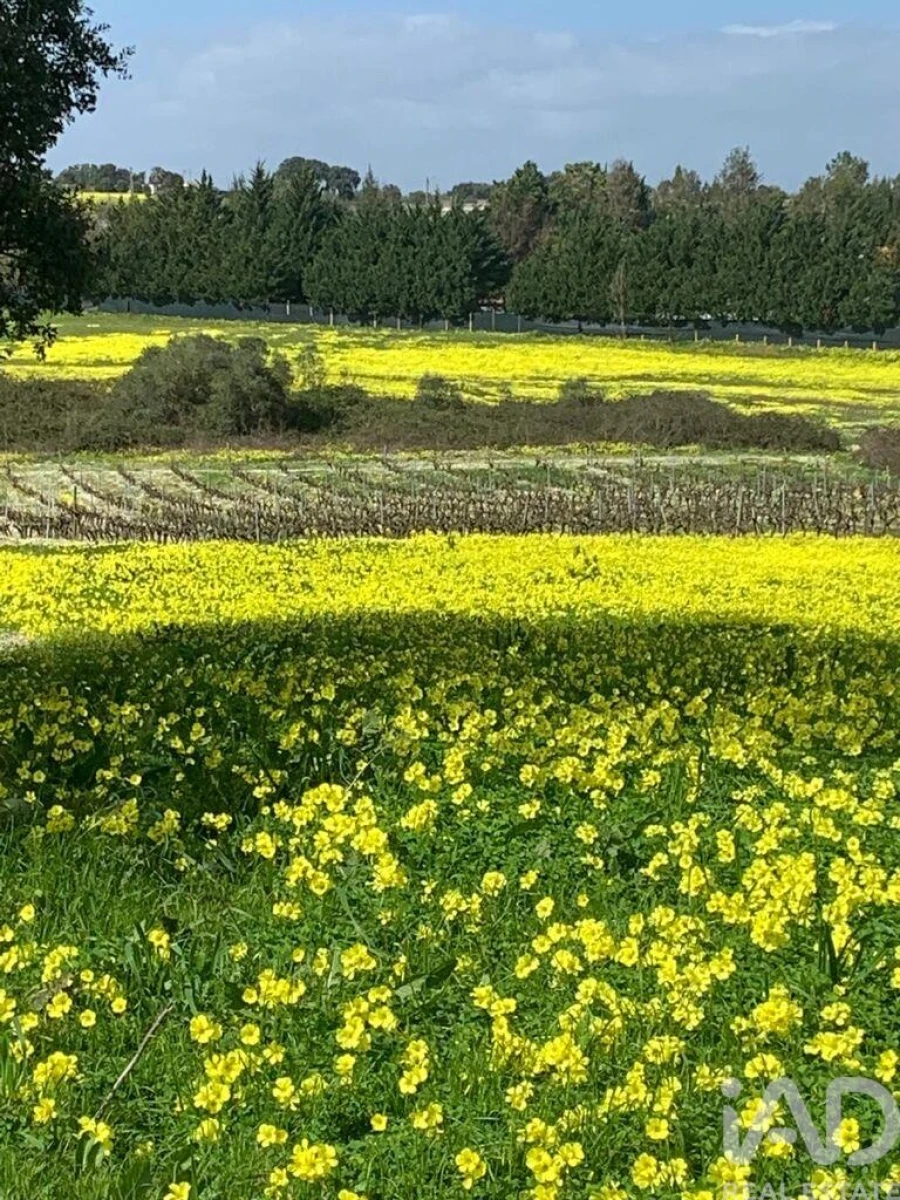 Terreno para Venda em Palmela Foto 4