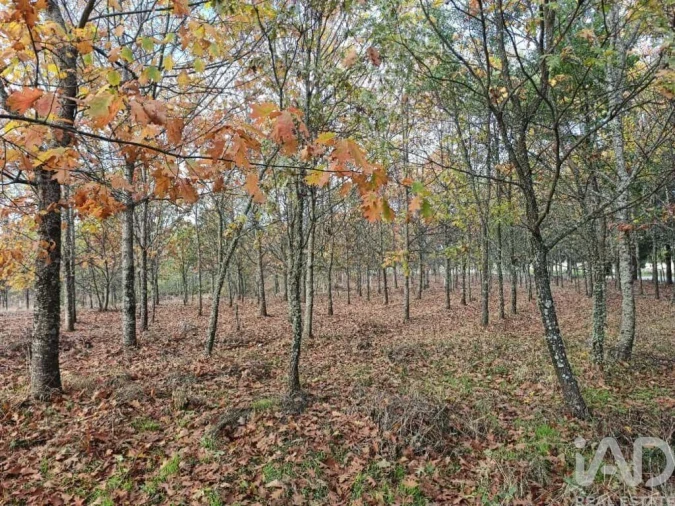 Quinta T5 para Venda em Sabugal e Aldeia de Santo António Foto 39