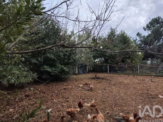 Quinta T5 para Venda em Sabugal e Aldeia de Santo António Foto 38