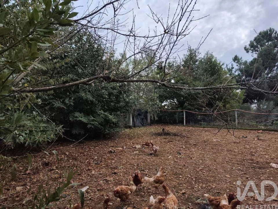 Quinta T5 para Venda em Sabugal e Aldeia de Santo António Foto 38