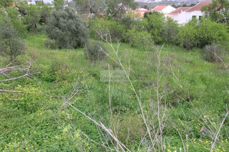 Terreno para Venda em Lagos (São Sebastião e Santa Maria) Foto 3