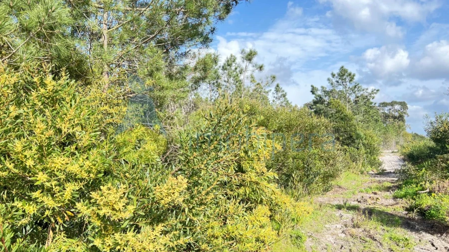 Terreno Agricola ou Rústico para Venda em Rogil Foto 1