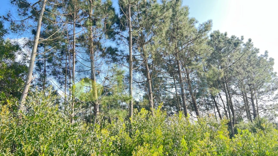 Terreno Agricola ou Rústico para Venda em Rogil Foto 2