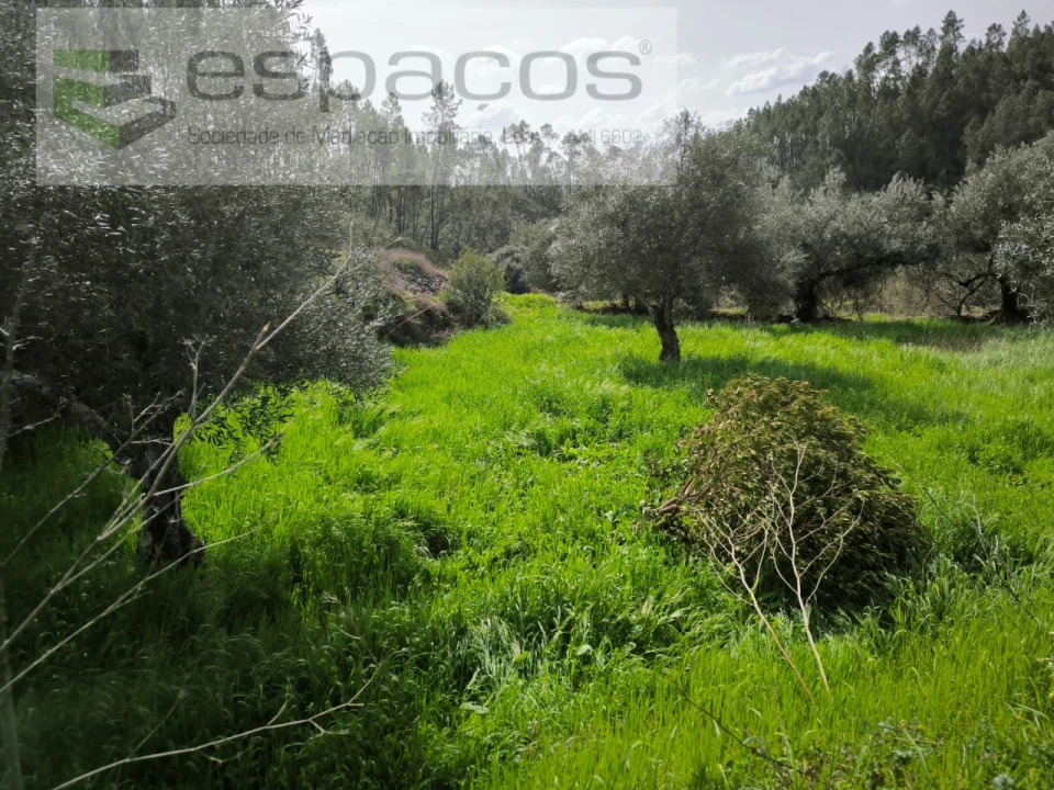 Quinta para Venda em Sarzedas Foto 13