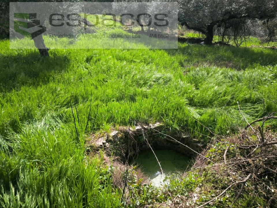 Quinta para Venda em Sarzedas Foto 14