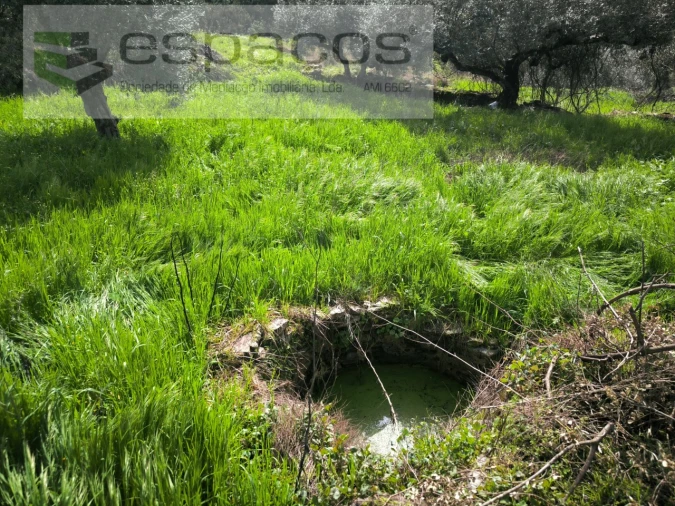 Quinta para Venda em Sarzedas Foto 14