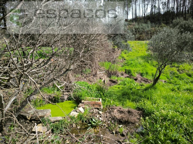 Quinta para Venda em Sarzedas Foto 15