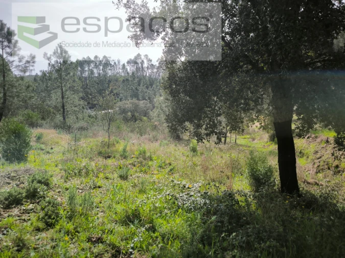 Quinta para Venda em Sarzedas Foto 16