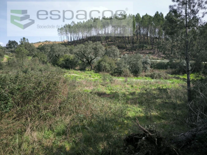 Quinta para Venda em Sarzedas Foto 18