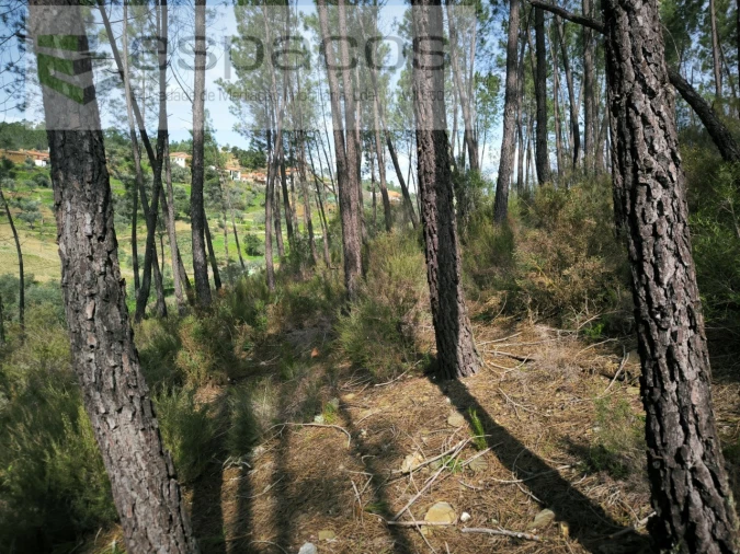 Quinta para Venda em Sarzedas Foto 19