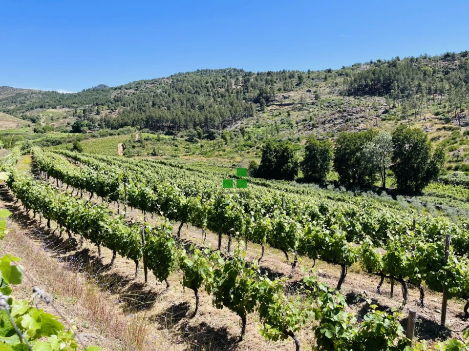 Quinta T2 para Venda em São Mamede de Ribatua Foto 46