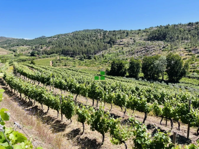 Quinta T2 para Venda em São Mamede de Ribatua Foto 46