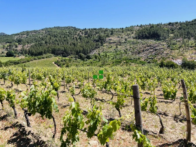 Quinta T2 para Venda em São Mamede de Ribatua Foto 49