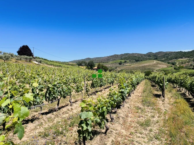 Quinta T2 para Venda em São Mamede de Ribatua Foto 50