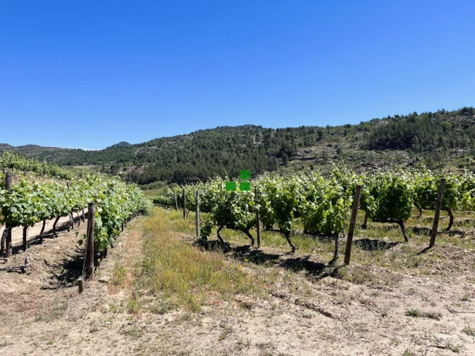 Quinta T2 para Venda em São Mamede de Ribatua Foto 43
