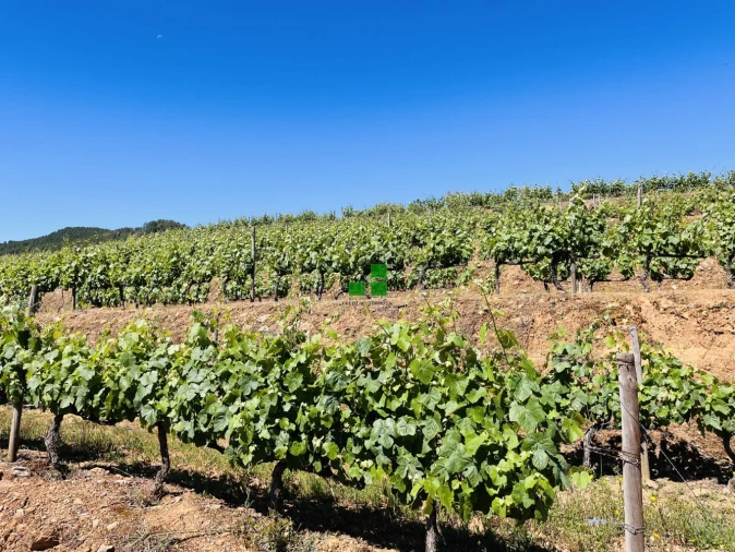 Quinta T2 para Venda em São Mamede de Ribatua Foto 8