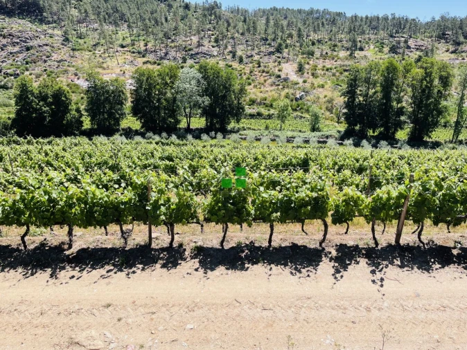 Quinta T2 para Venda em São Mamede de Ribatua Foto 51