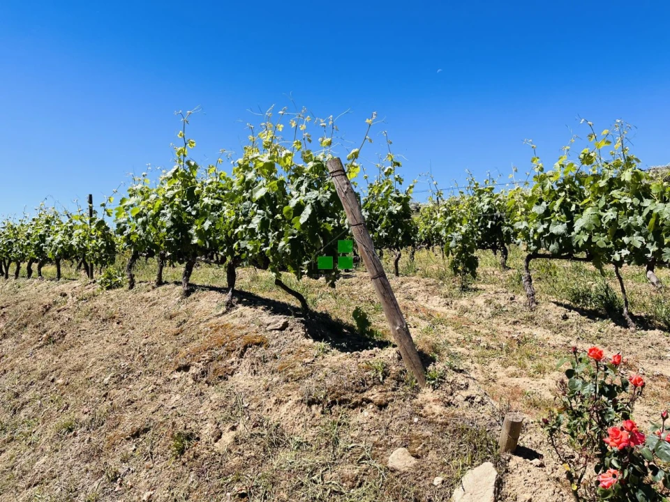 Quinta T2 para Venda em São Mamede de Ribatua Foto 40