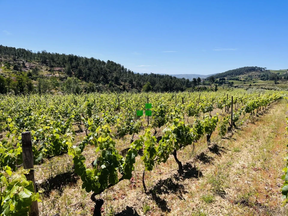 Quinta T2 para Venda em São Mamede de Ribatua Foto 48