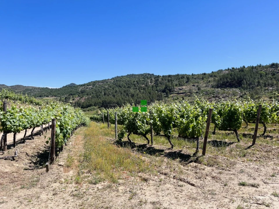 Quinta T2 para Venda em São Mamede de Ribatua Foto 43