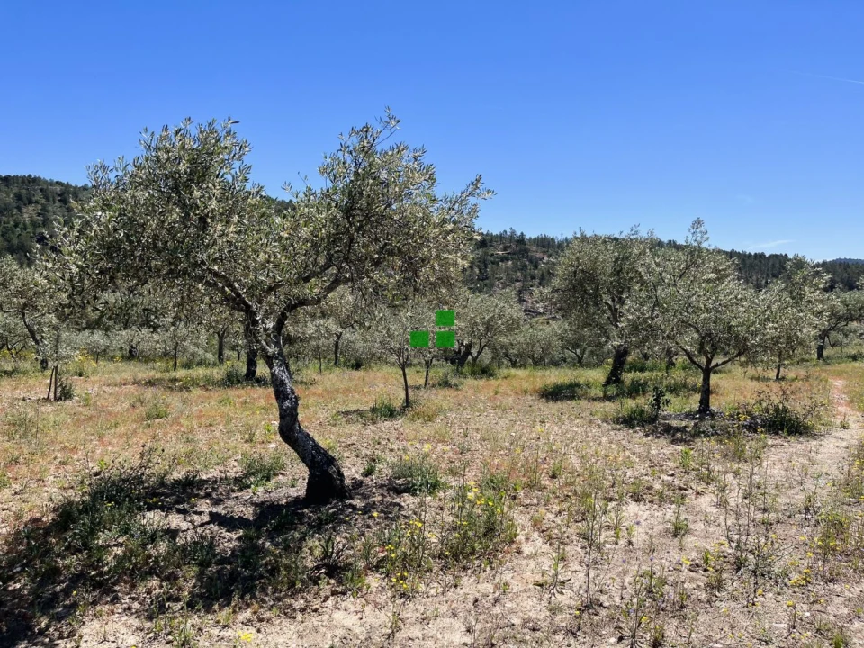 Quinta T2 para Venda em São Mamede de Ribatua Foto 54
