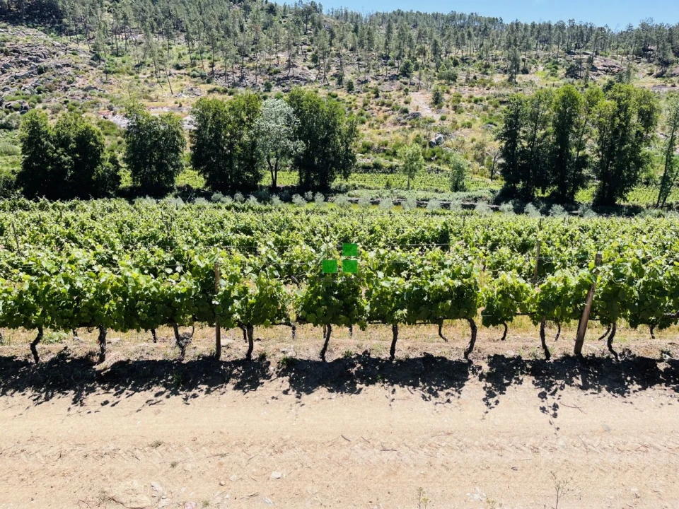 Quinta T2 para Venda em São Mamede de Ribatua Foto 51