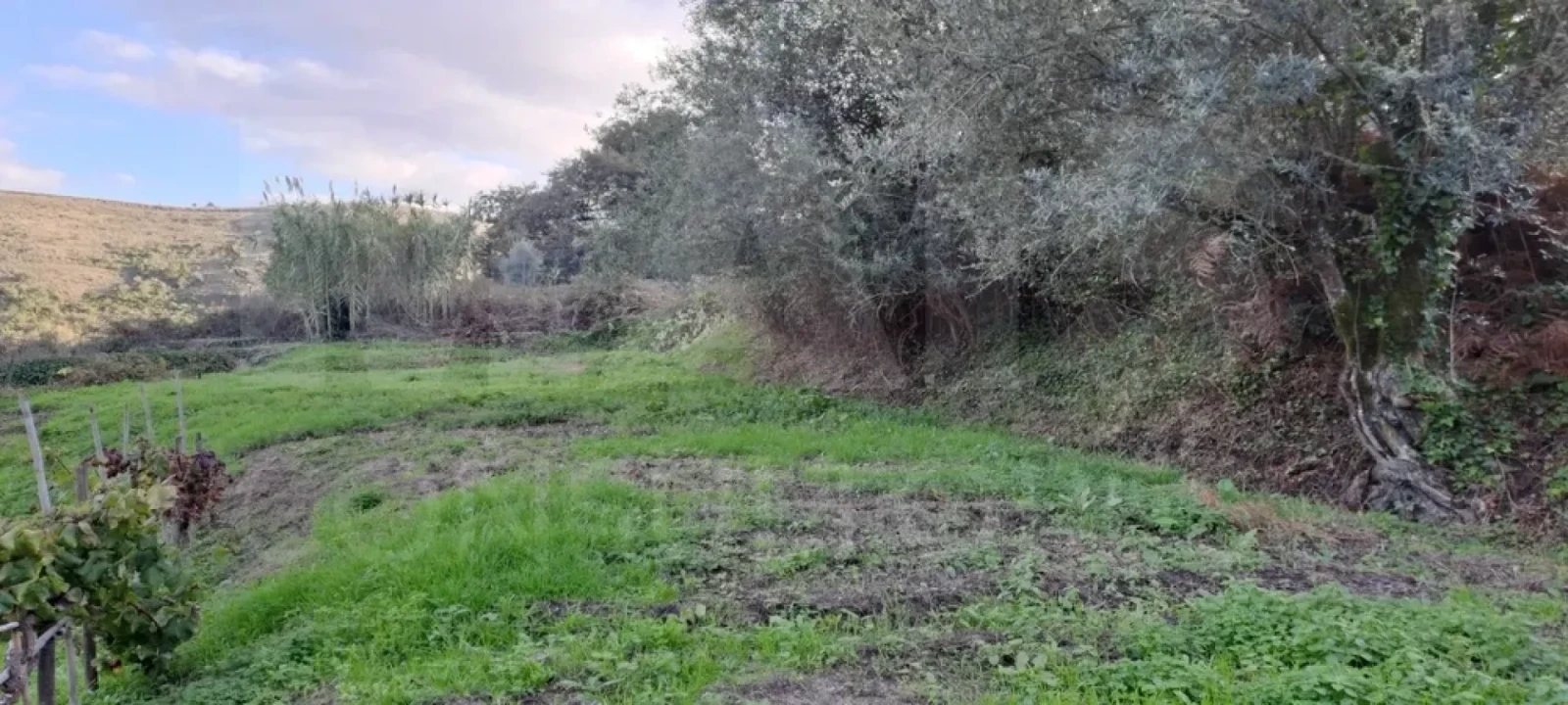 Terreno para Venda em Lousa Foto 4