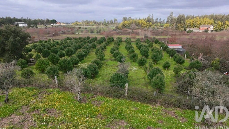 Terreno para Venda em Ervedal e Vila Franca da Beira Foto 3
