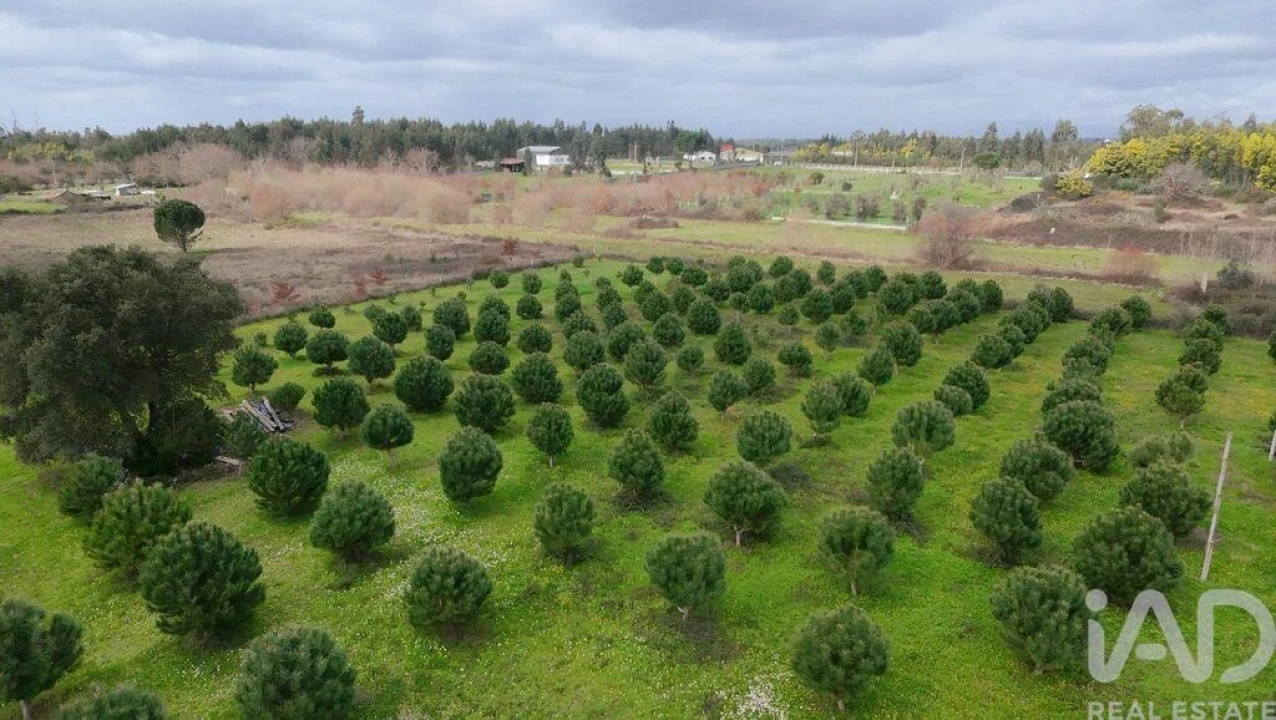 Terreno para Venda em Ervedal e Vila Franca da Beira Foto 4