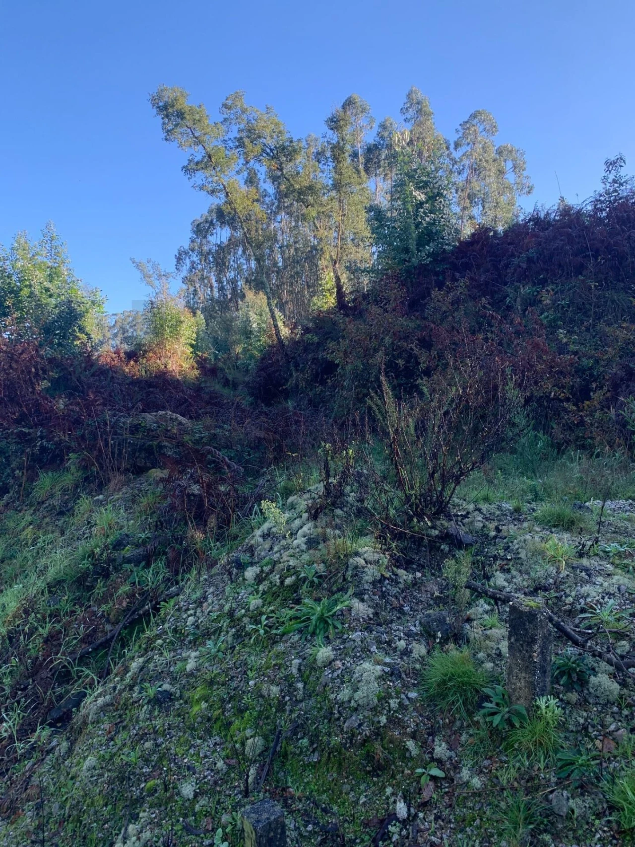 Terreno para Venda em Sandim, Olival, Lever e Crestuma Foto 11