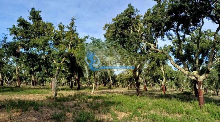 Quinta para Venda em Grândola e Santa Margarida da Serra Foto 6