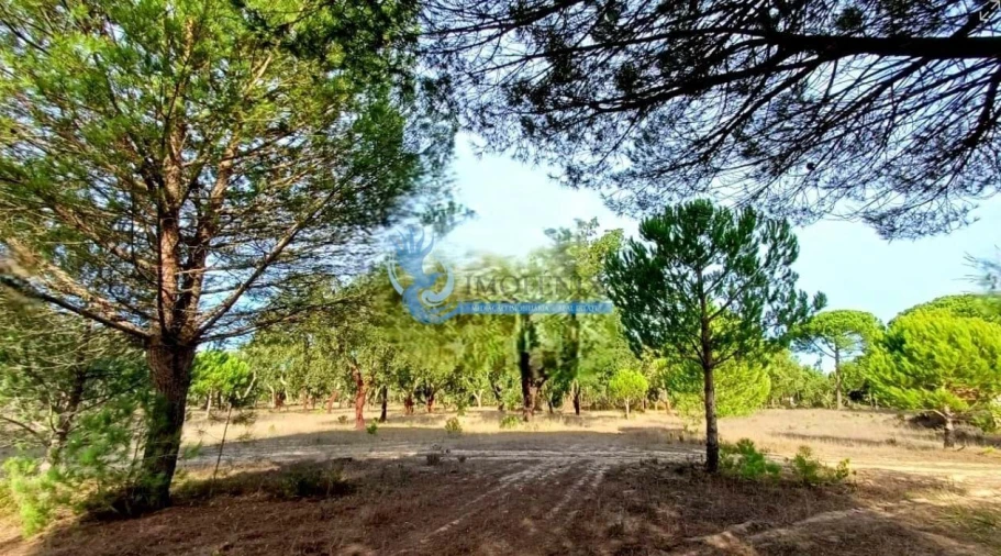 Quinta para Venda em Grândola e Santa Margarida da Serra Foto 5