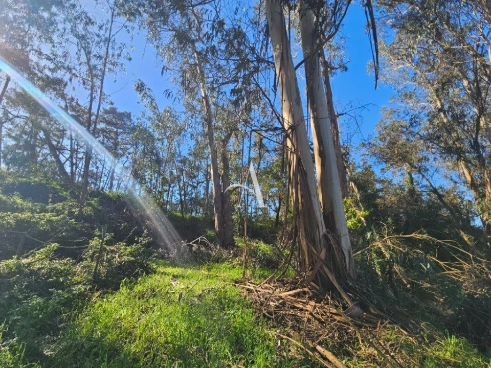 Terreno para Venda em Salir de Matos Foto 10