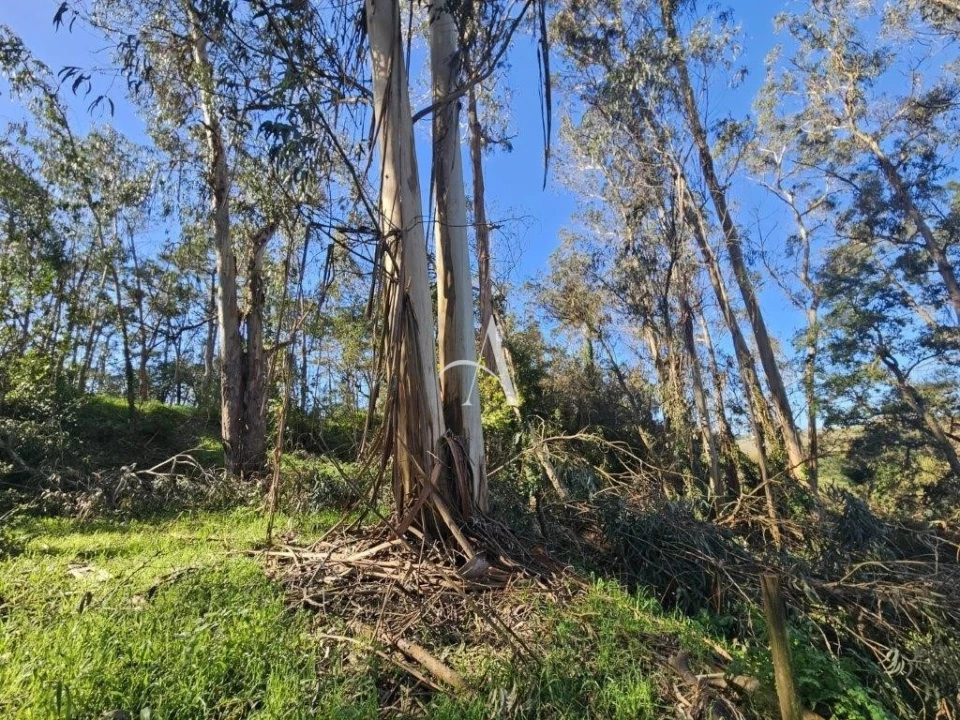 Terreno para Venda em Salir de Matos Foto 7
