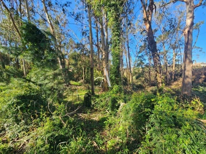 Terreno para Venda em Salir de Matos Foto 8