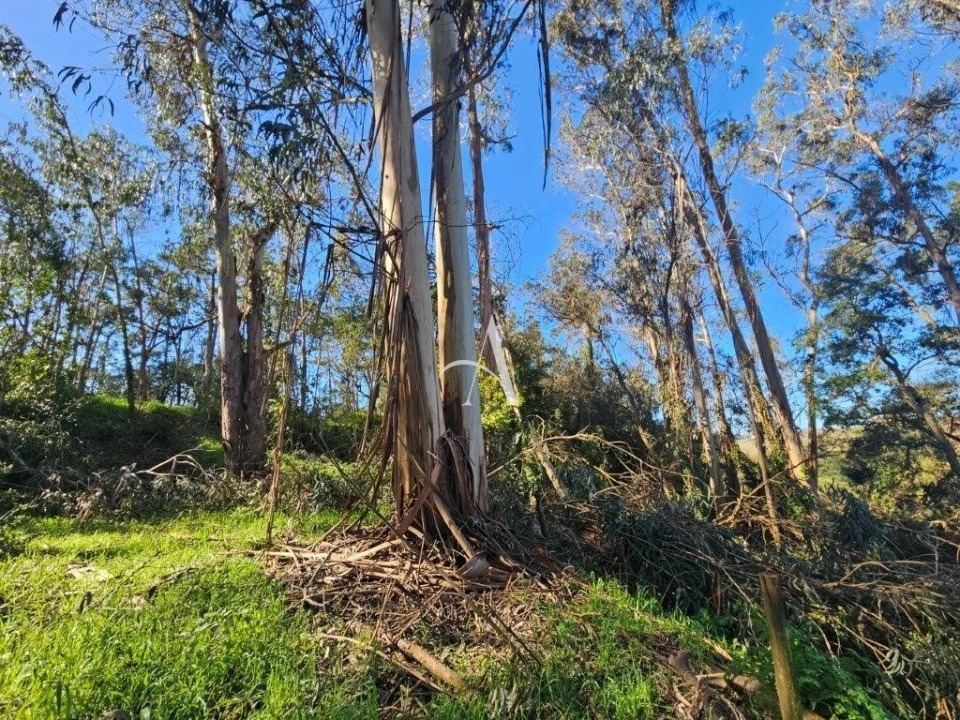 Terreno para Venda em Salir de Matos Foto 6