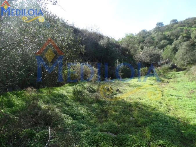 Terreno Agricola ou Rústico para Venda em Azinhal Foto 4