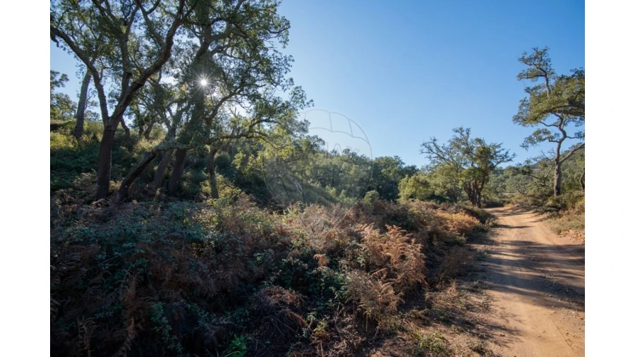 Quinta para Venda em Colos Foto 19
