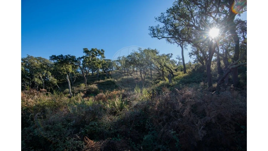 Quinta para Venda em Colos Foto 17