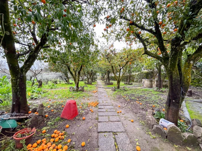 Quinta T3 para Venda em Castelo Branco Foto 10