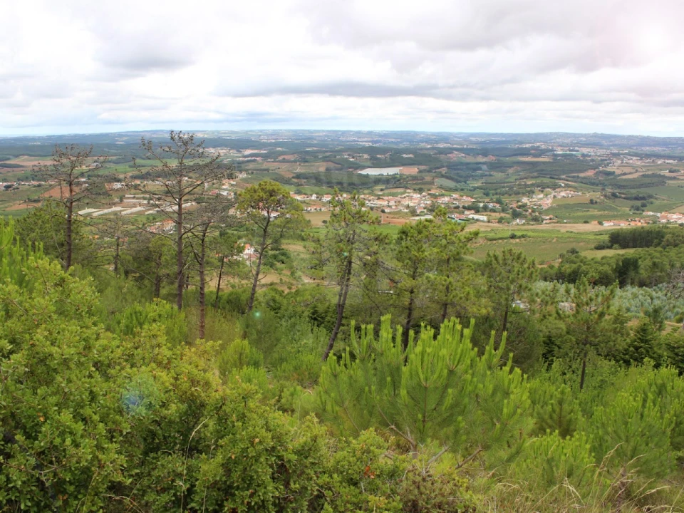 Terreno Agricola ou Rústico para Venda em Lamas e Cercal Foto 4