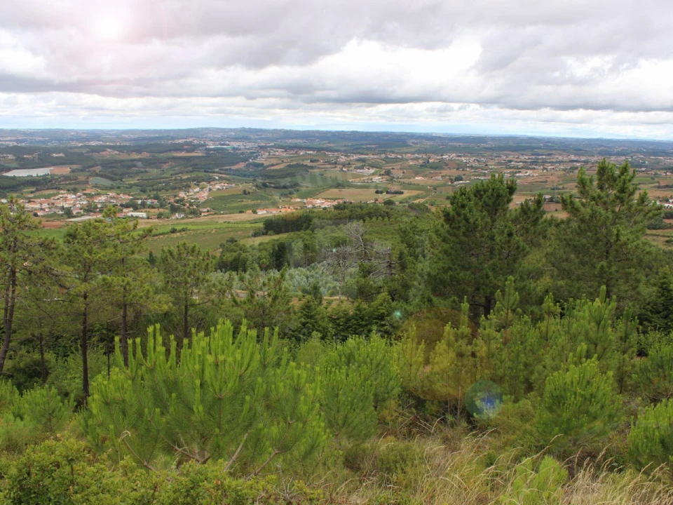 Terreno Agricola ou Rústico para Venda em Lamas e Cercal Foto 6