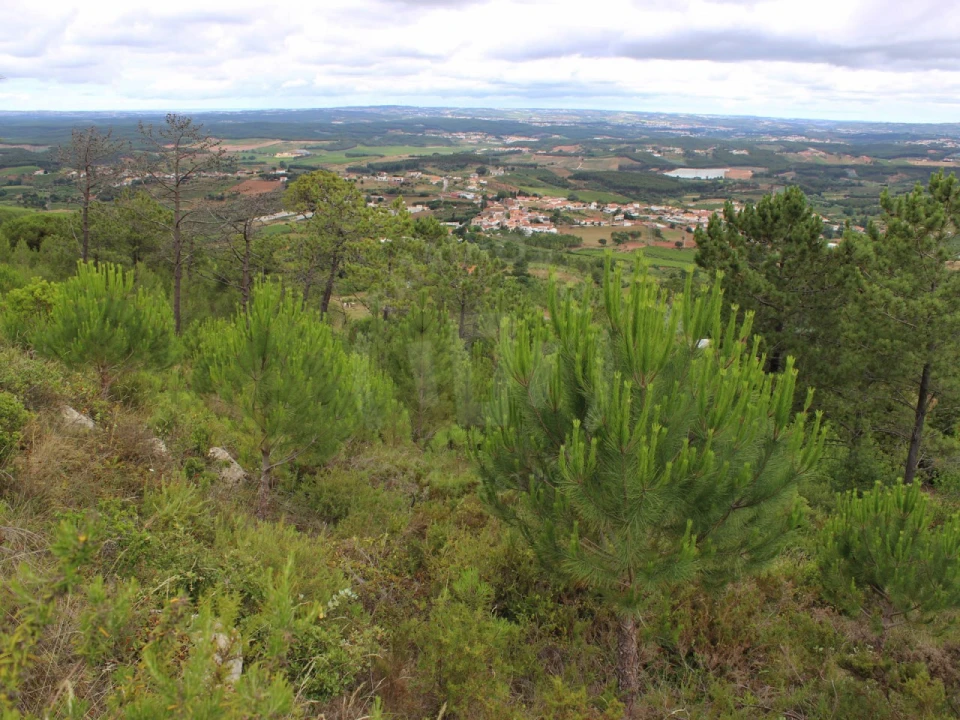 Terreno Agricola ou Rústico para Venda em Lamas e Cercal Foto 9