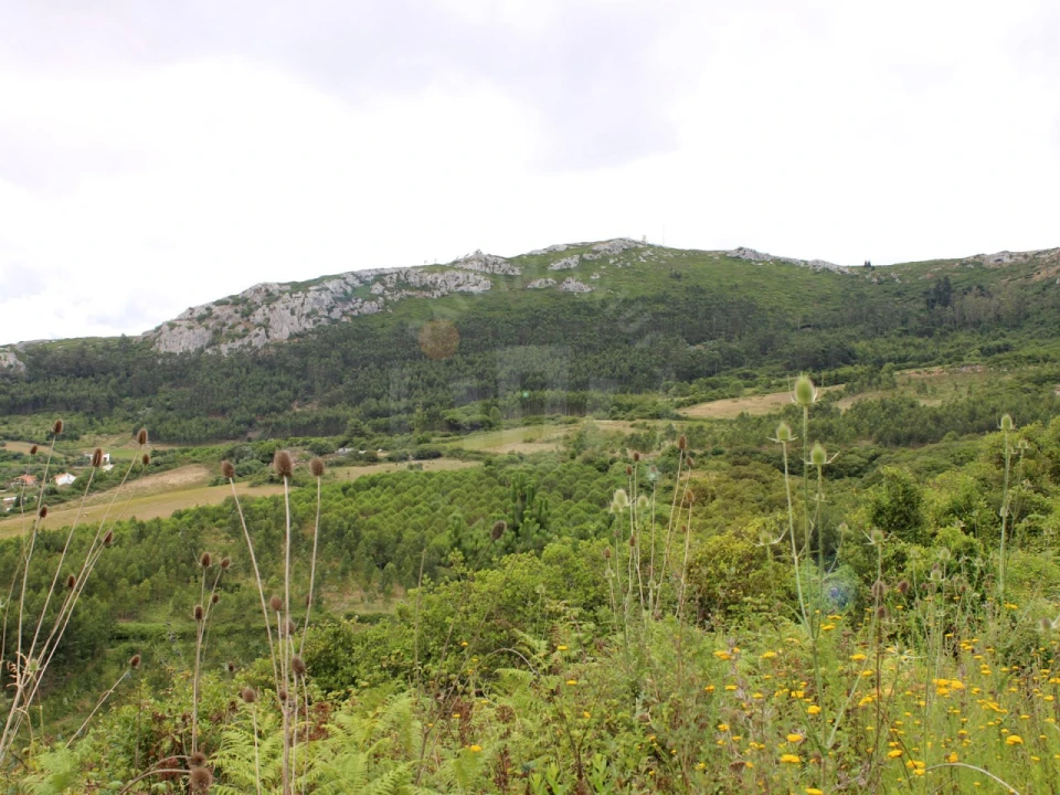 Terreno Agricola ou Rústico para Venda em Lamas e Cercal Foto 13