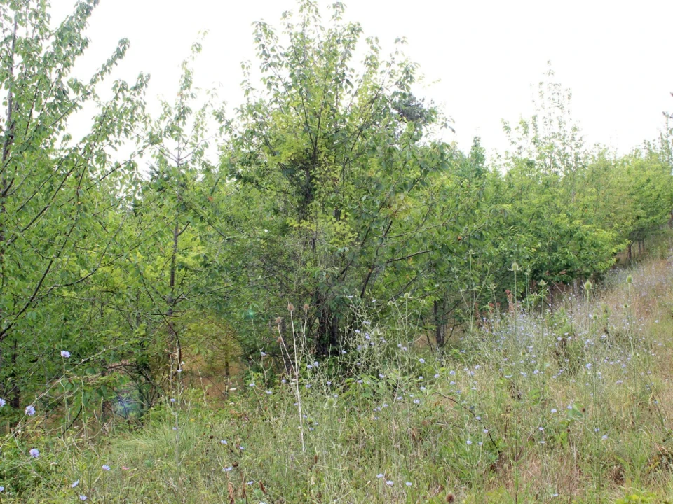 Terreno Agricola ou Rústico para Venda em Lamas e Cercal Foto 20