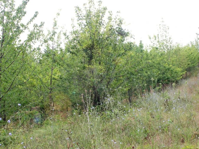 Terreno Agricola ou Rústico para Venda em Lamas e Cercal Foto 20
