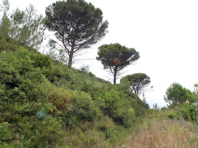 Terreno Agricola ou Rústico para Venda em Lamas e Cercal Foto 23