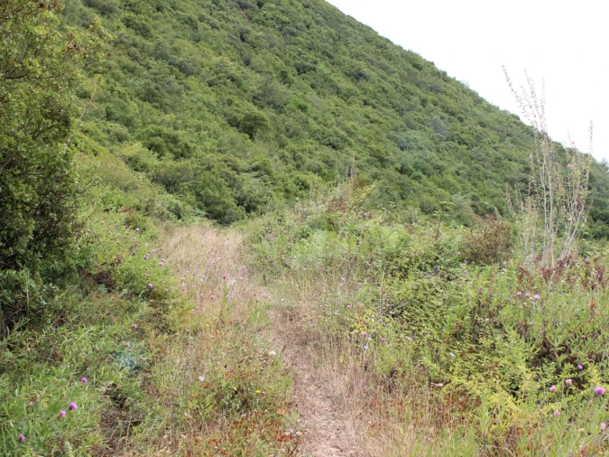 Terreno Agricola ou Rústico para Venda em Lamas e Cercal Foto 26