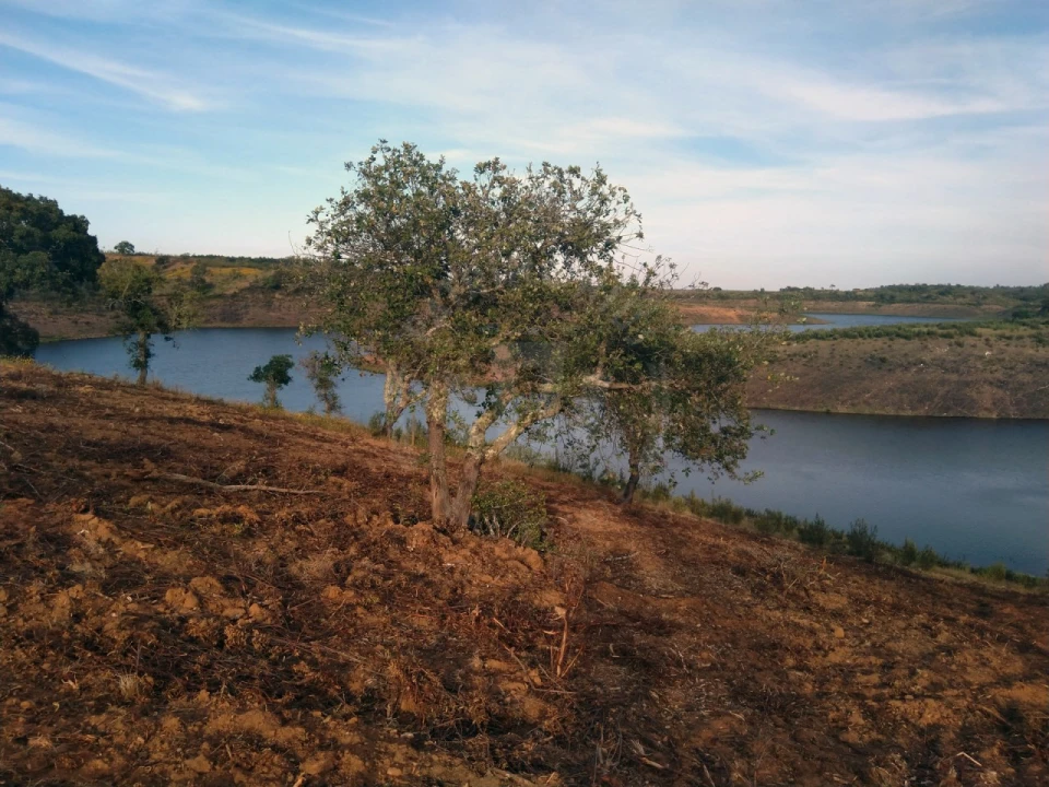Terreno Agricola ou Rústico para Venda em Cercal Foto 12